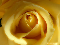 07FF6F0B-1885-4429-9A07-8289649B82FC_1_105_c